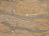 White Shiner, photographed in North Carolina