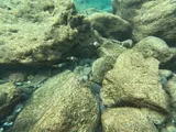 Parupeneus insularis, photographed in Hawaii