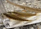 Pinewoods Darter, photographed in North Carolina