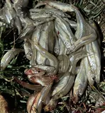Wakasagi, photographed in California