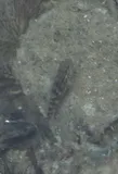 Crested Goby, photographed in Florida