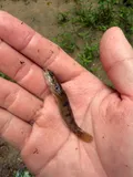 Carolina Fantail Darter, photographed in Virginia