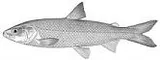 Shortjaw Cisco, photographed in Minnesota