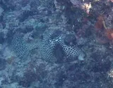Spotted Trunkfish, photographed in La Altagracia