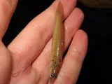 Slenderhead Darter, photographed in Iowa