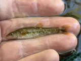 Loach Minnow, photographed in Arizona