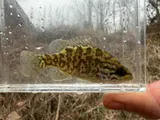 Warmouth, photographed in Tennessee