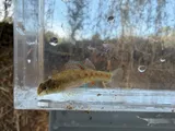 Holiday Darter, photographed in Georgia