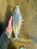 Hickory Shad, photographed in District of Columbia
