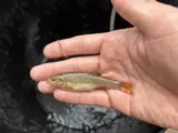 Dixie Chub, photographed in Alabama
