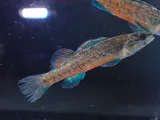 Watercress Darter, photographed in Alabama