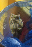 Scrawled Cowfish, photographed in Florida