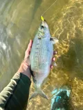 Hickory Shad, photographed in District of Columbia