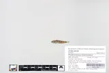 Tubenose Goby, photographed in Minnesota