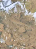 Black-spot Barb, photographed in Kerala