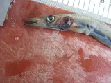 Duckbill Barracudina