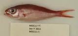 Queen Snapper