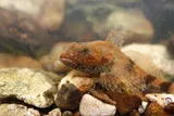 Banded Sculpin, photographed in Tennessee