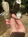 Tuckasegee Darter, photographed in North Carolina