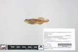 Meramec Saddled Darter, photographed in Missouri