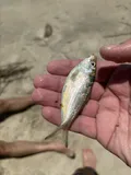 Atlantic Thread Herring, photographed in Georgia
