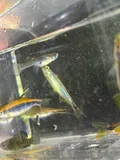 Sailfin Shiner, photographed in Alabama