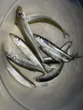 Rainbow Smelt, photographed in Ontario