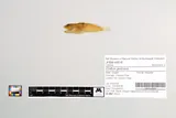 Riffle Sculpin, photographed in Oregon