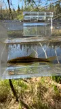 Northern Redbelly Dace, photographed in New Brunswick