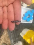 Banded Pygmy Sunfish, photographed in Georgia