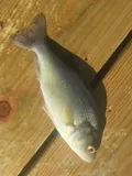 White Perch, photographed in Maryland