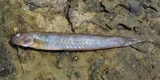 Highfin Goby, photographed in Rio Grande do Sul