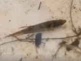 Croaking Gourami, photographed in Bangkok Metropolis