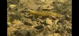 Buck Darter, photographed in Kentucky