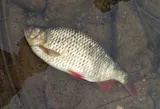 European Rudd, photographed in Ontario