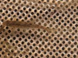 Speckled Dace, photographed in Utah