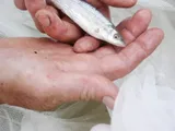 Flathead Chub, photographed in Alberta