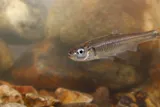 Striped Shiner, photographed in Tennessee