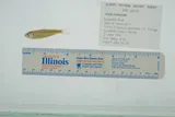 Alabama Shad, photographed in Florida