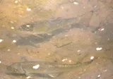 Blacktip Jumprock, photographed in North Carolina