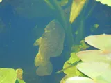 Blue Tilapia, photographed in Florida
