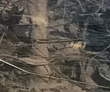 Blackspotted Topminnow, photographed in Arkansas