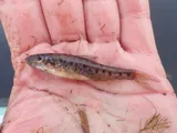 Trout-perch, photographed in Ontario