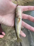 Creek Chub, photographed in Ohio