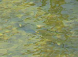 River Carpsucker, photographed in Texas