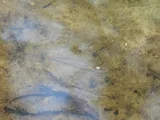 Blackspotted Topminnow, photographed in Florida