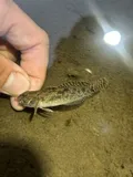 Reticulate Sculpin, photographed in Washington