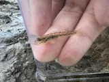 Clown Goby, photographed in Florida