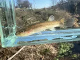 Spring Cavefish, photographed in Tennessee