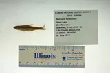 Blackchin Shiner, photographed in Illinois